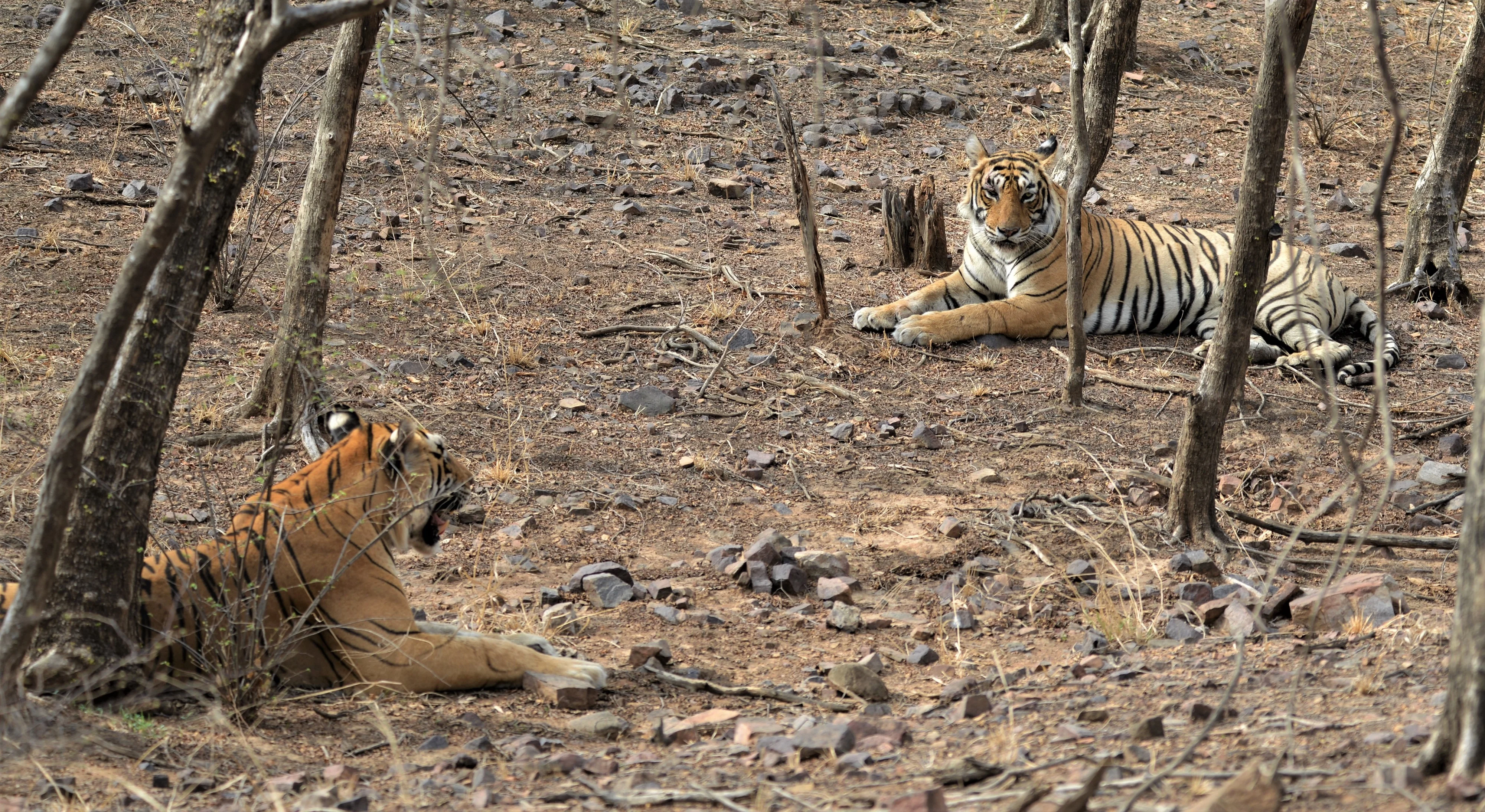 Ranthambore Tiger